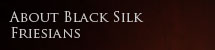 About Black Silk Training