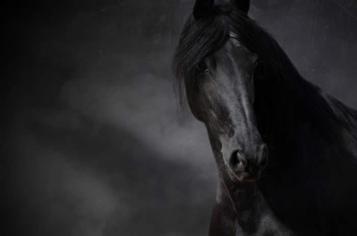 Friesian Star Mare