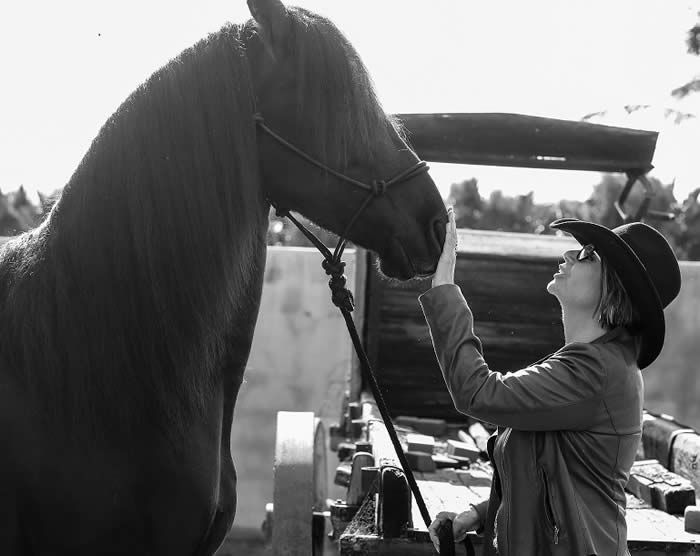 Friesian